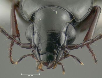 Media type: image;   Entomology 600455 Aspect: head frontal view